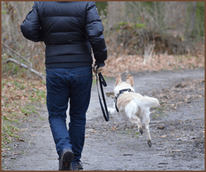 散歩と犬の運動の重要性
